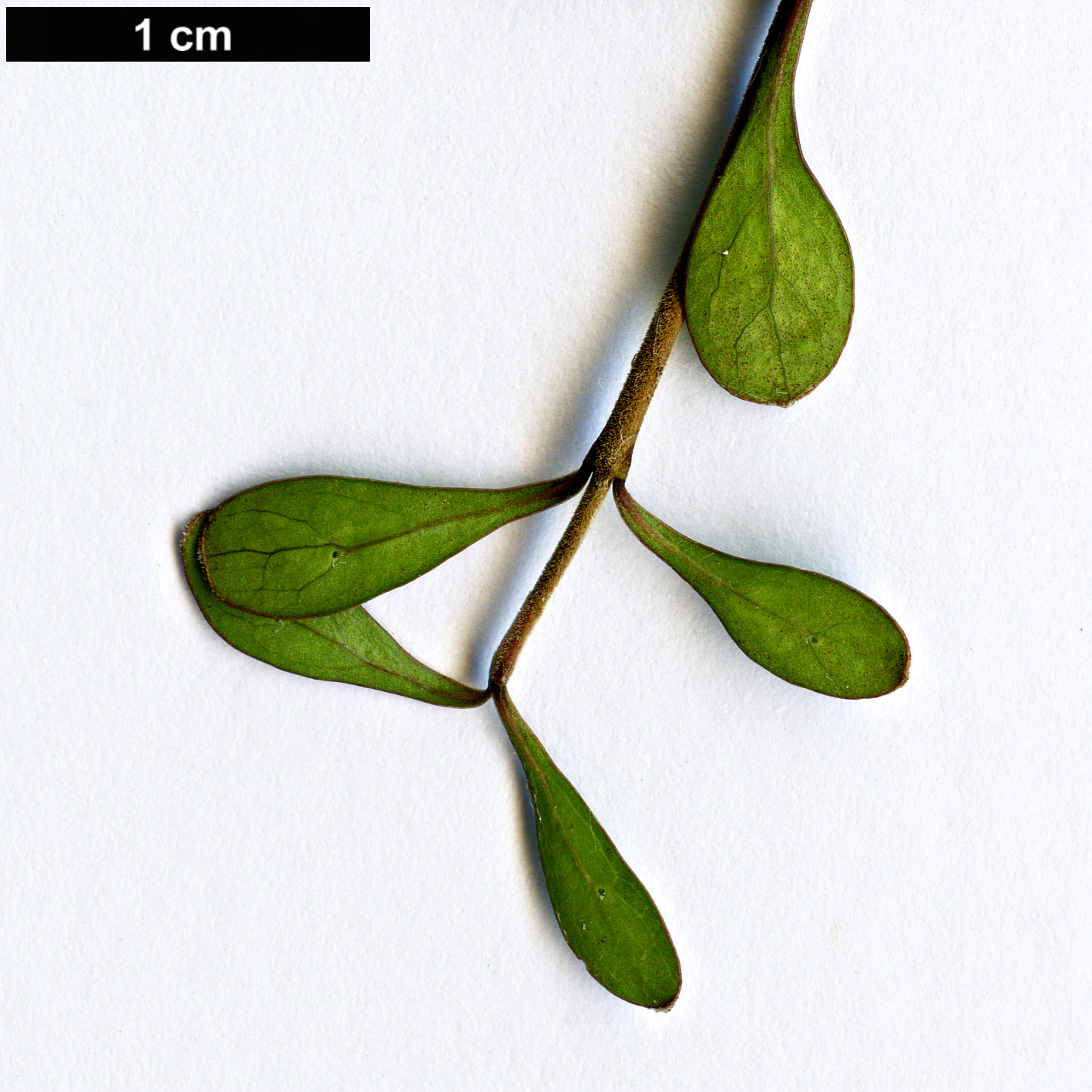 High resolution image: Family: Rubiaceae - Genus: Coprosma - Taxon: rigida
