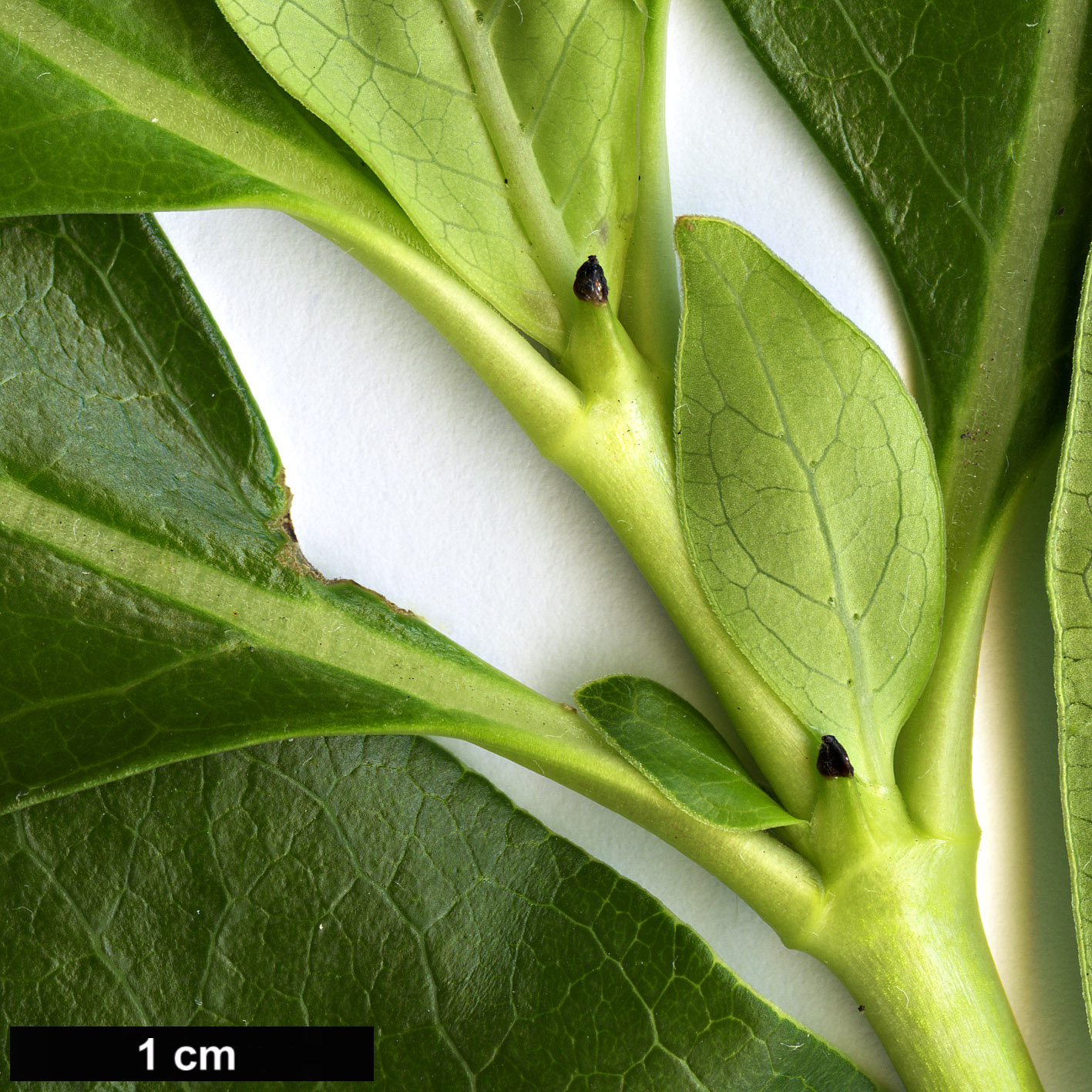 High resolution image: Family: Rubiaceae - Genus: Coprosma - Taxon: robusta