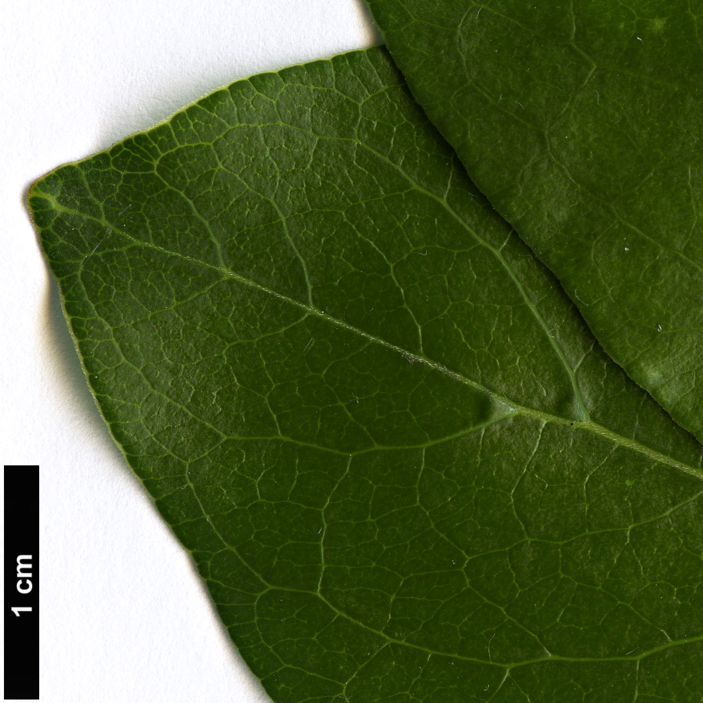 High resolution image: Family: Rubiaceae - Genus: Coprosma - Taxon: robusta