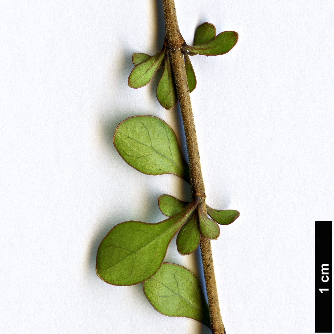 High resolution image: Family: Rubiaceae - Genus: Coprosma - Taxon: rubra