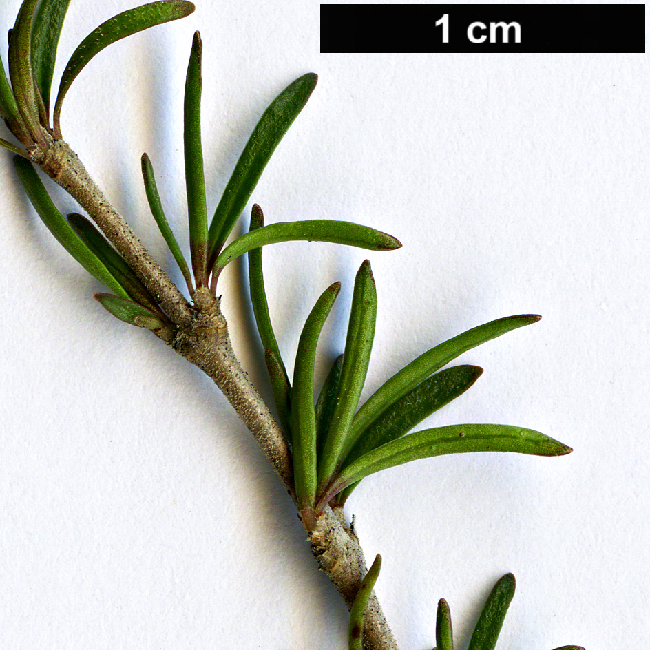 High resolution image: Family: Rubiaceae - Genus: Coprosma - Taxon: rugosa
