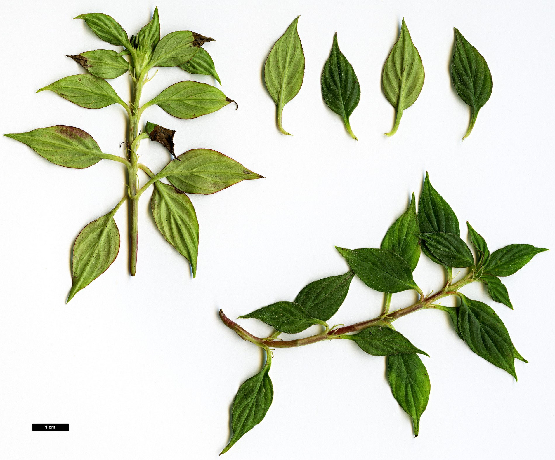 High resolution image: Family: Rubiaceae - Genus: Crusea - Taxon: coccinea