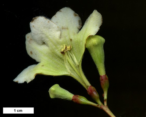 High resolution image: Family: Rubiaceae - Genus: Emmenopterys - Taxon: henryi