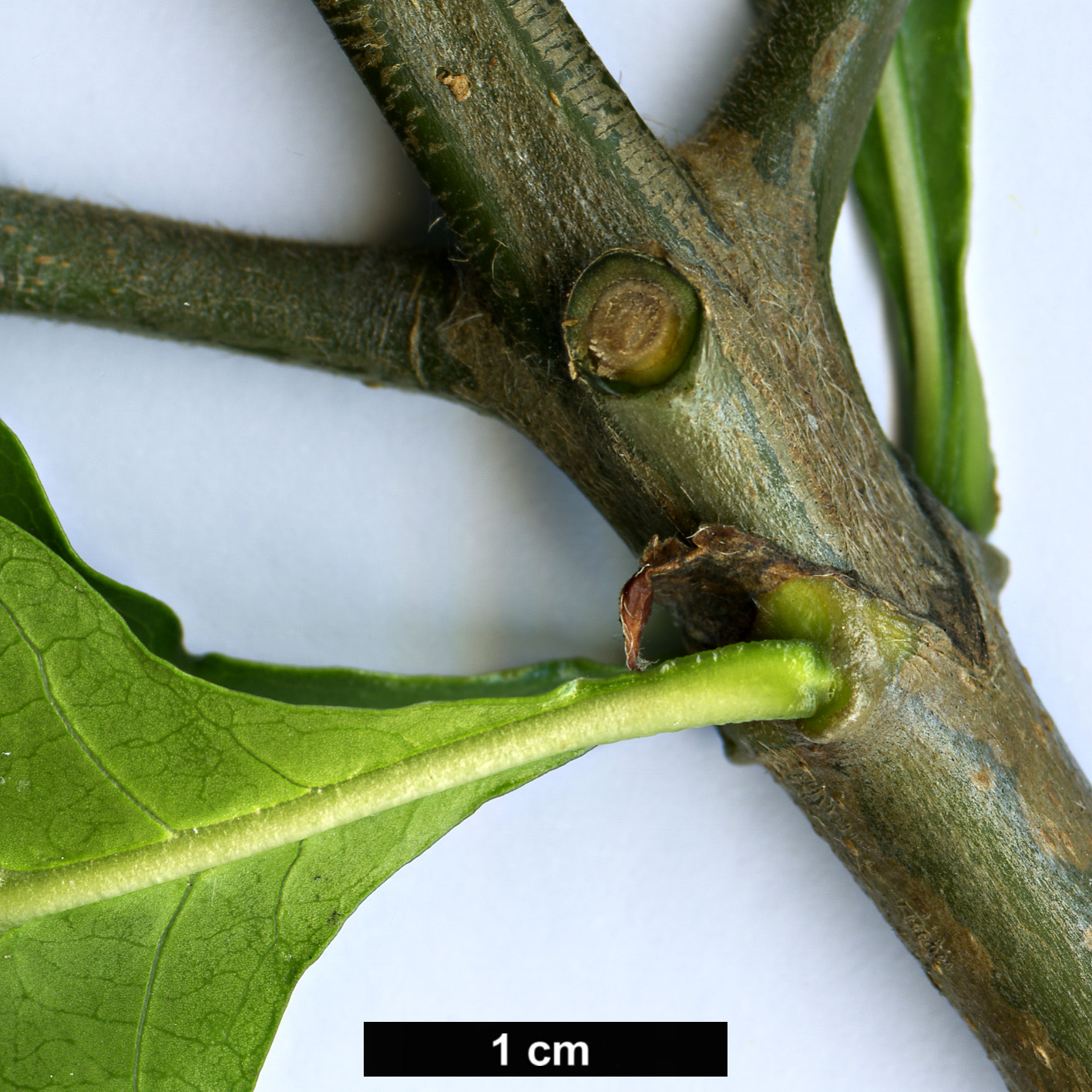 High resolution image: Family: Rubiaceae - Genus: Gardenia - Taxon: thunbergia
