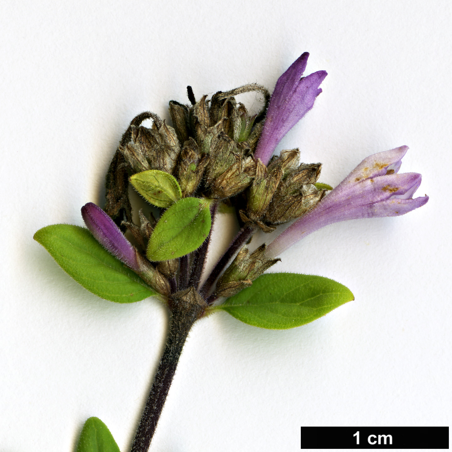 High resolution image: Family: Rubiaceae - Genus: Leptodermis - Taxon: oblonga