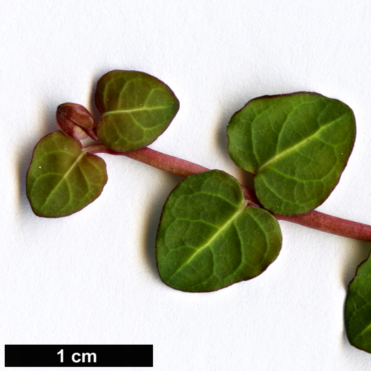 High resolution image: Family: Rubiaceae - Genus: Mitchella - Taxon: repens