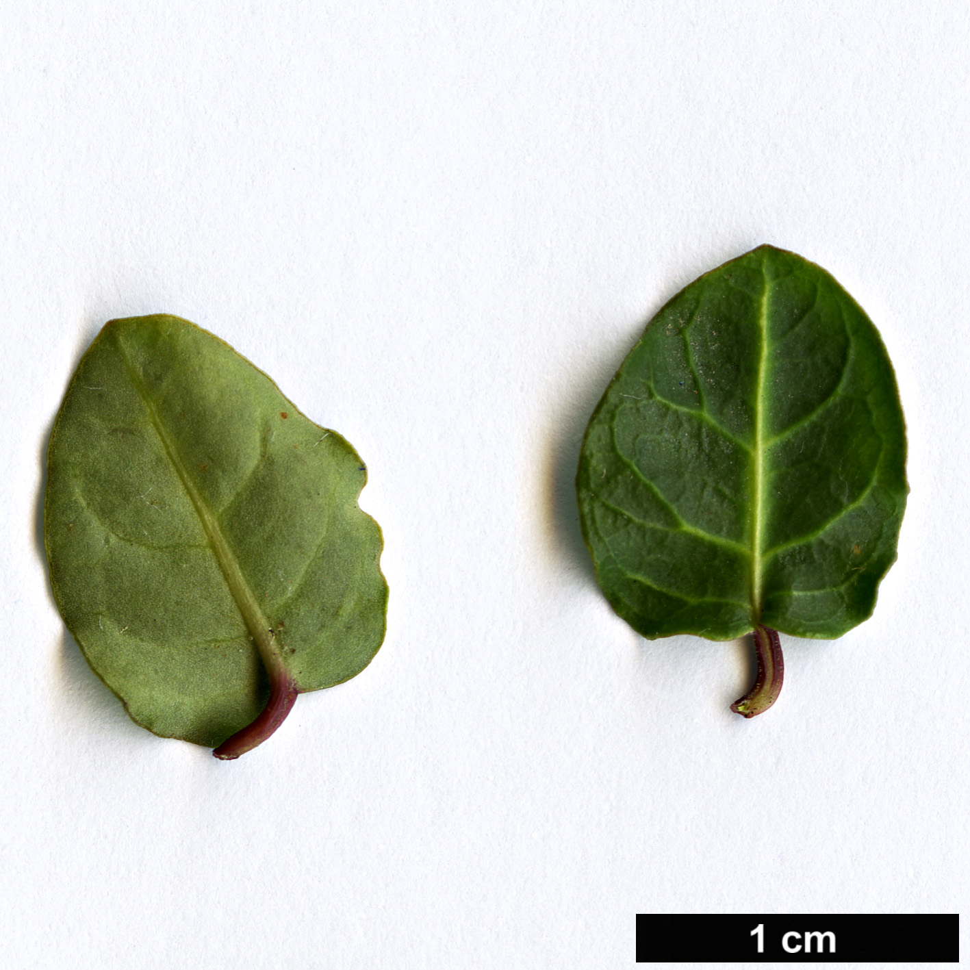 High resolution image: Family: Rubiaceae - Genus: Mitchella - Taxon: repens