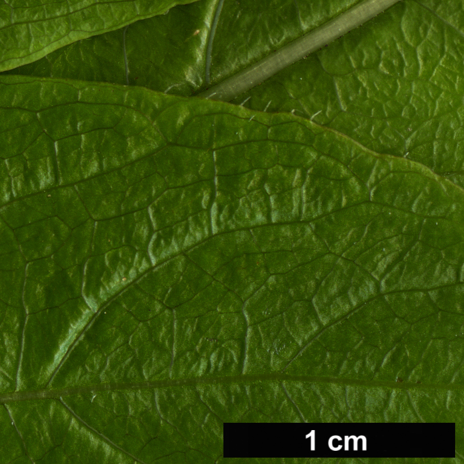 High resolution image: Family: Rubiaceae - Genus: Phyllis - Taxon: nobla