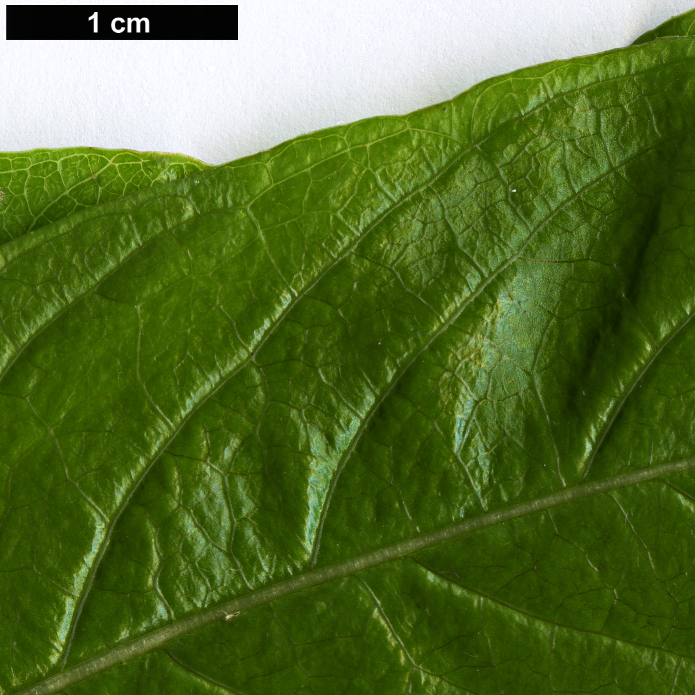 High resolution image: Family: Rubiaceae - Genus: Phyllis - Taxon: nobla