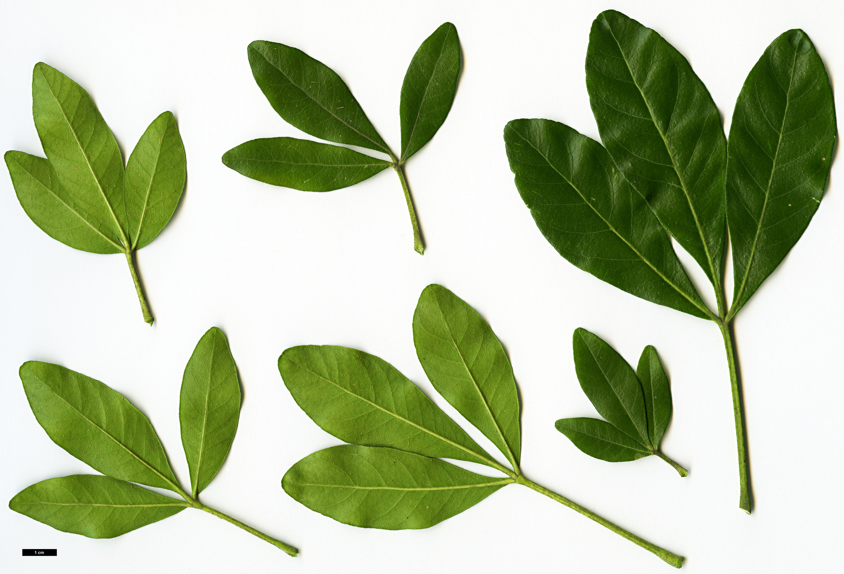 High resolution image: Family: Rutaceae - Genus: Choisya - Taxon: ternata