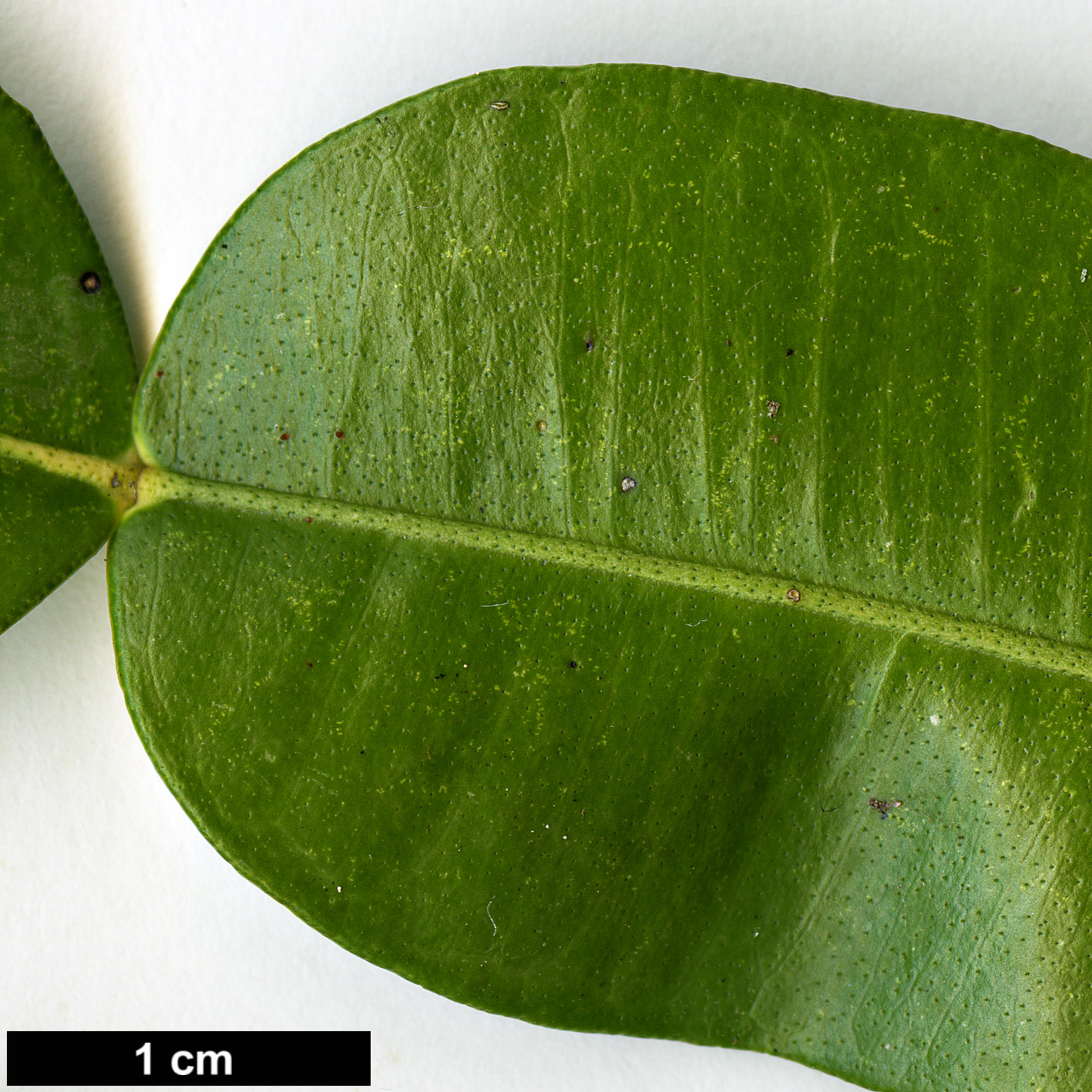 High resolution image: Family: Rutaceae - Genus: Citrus - Taxon: cavaleriei