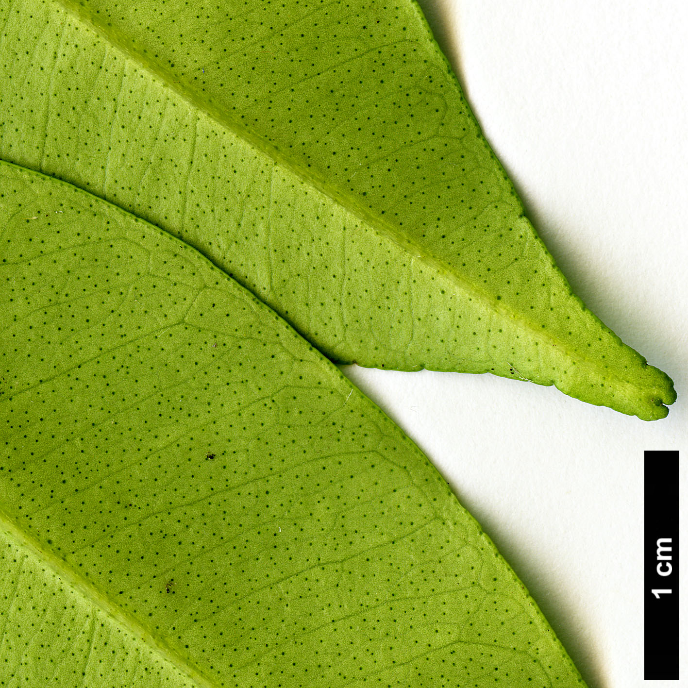 High resolution image: Family: Rutaceae - Genus: Citrus - Taxon: cavaleriei