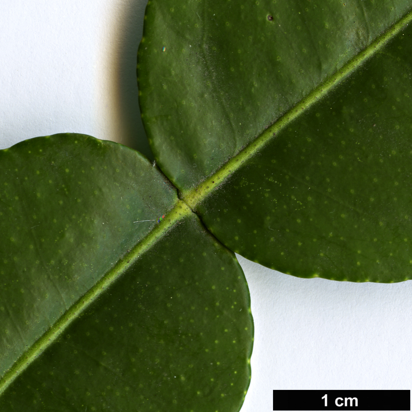 High resolution image: Family: Rutaceae - Genus: Citrus - Taxon: hystrix