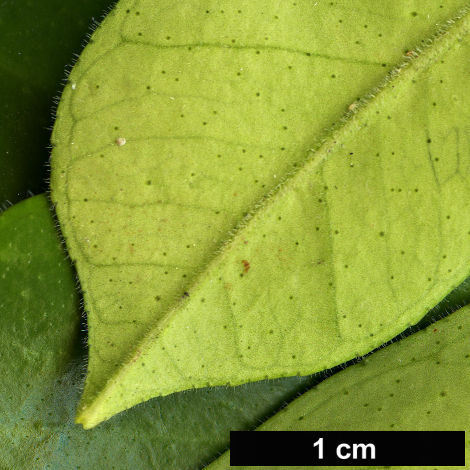 High resolution image: Family: Rutaceae - Genus: Citrus - Taxon: maxima