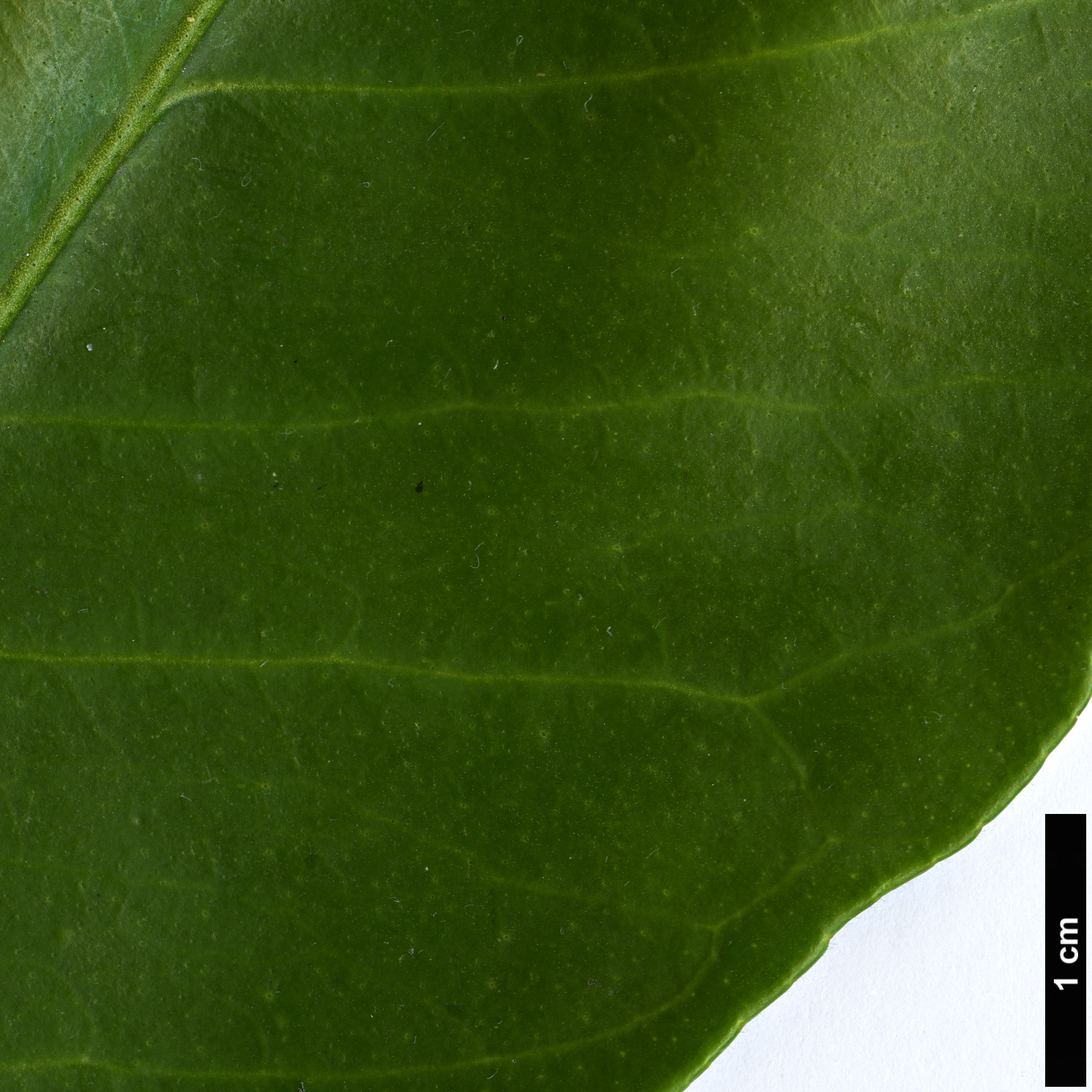 High resolution image: Family: Rutaceae - Genus: Citrus - Taxon: maxima