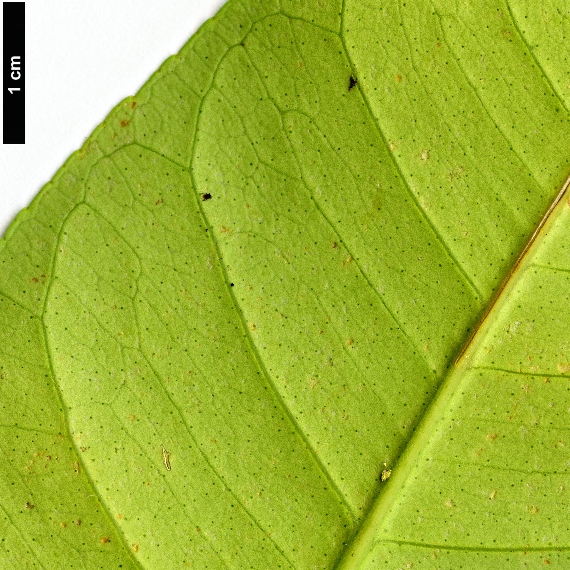 High resolution image: Family: Rutaceae - Genus: Citrus - Taxon: medica