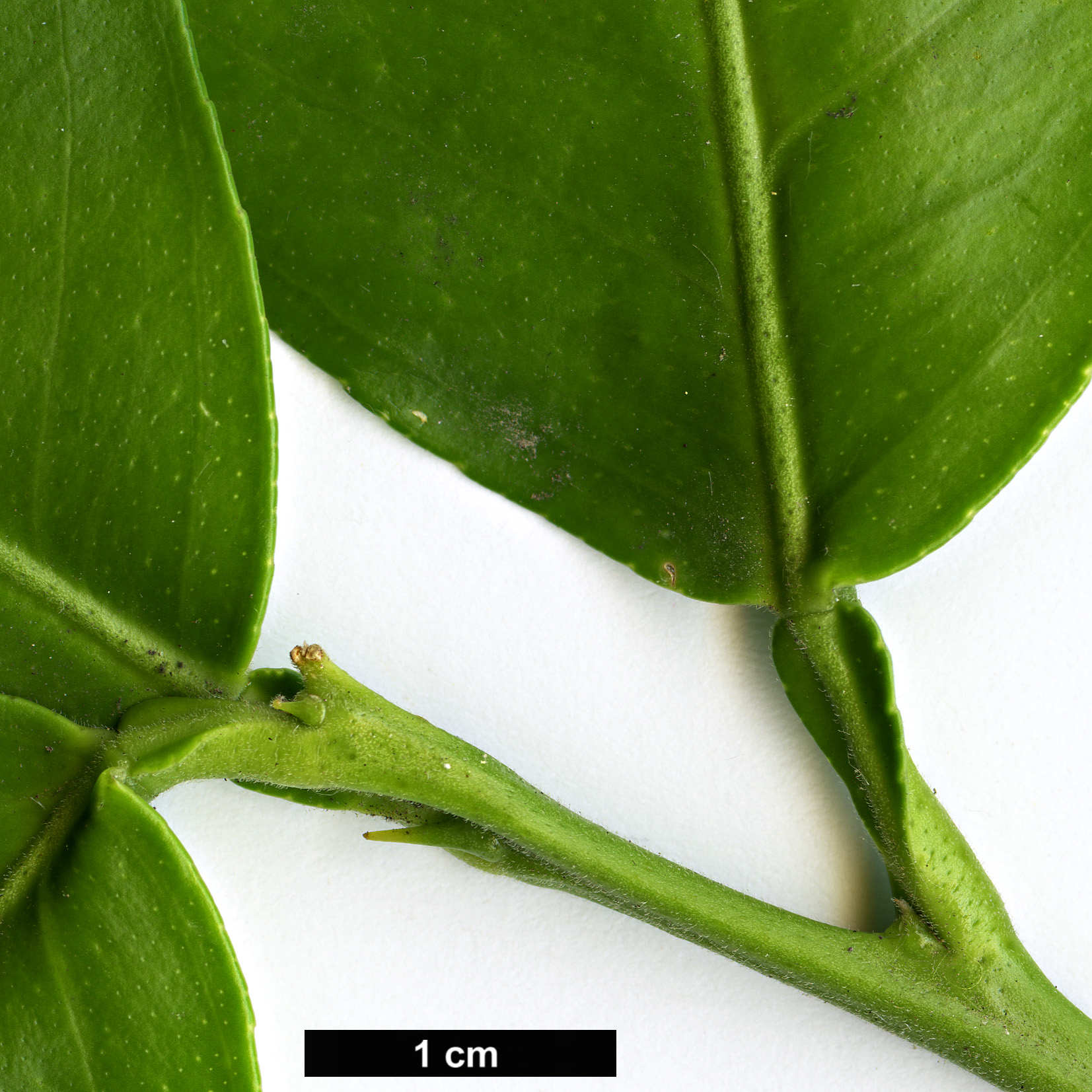 High resolution image: Family: Rutaceae - Genus: Citrus - Taxon: medica