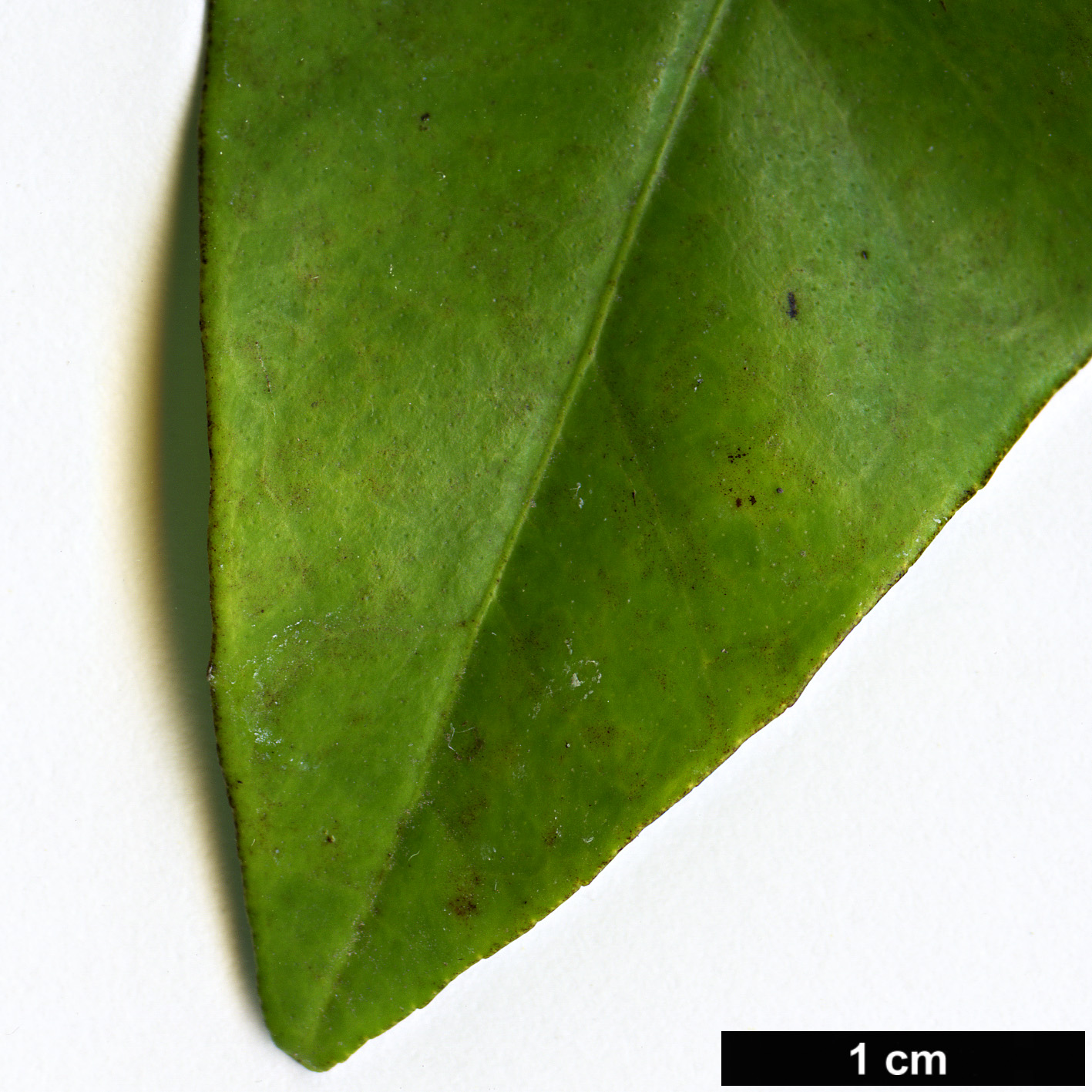 High resolution image: Family: Rutaceae - Genus: Citrus - Taxon: sinensis - SpeciesSub: ’Navelate’