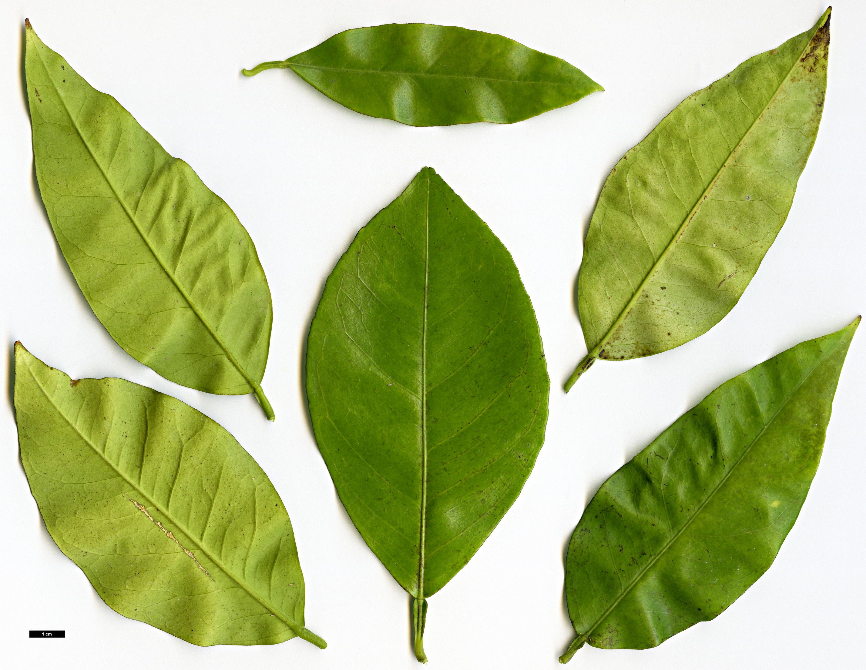 High resolution image: Family: Rutaceae - Genus: Citrus - Taxon: sinensis - SpeciesSub: ’Navelate’
