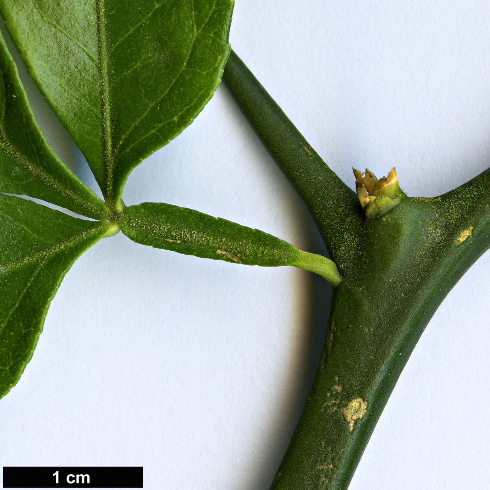 High resolution image: Family: Rutaceae - Genus: Citrus - Taxon: trifoliata