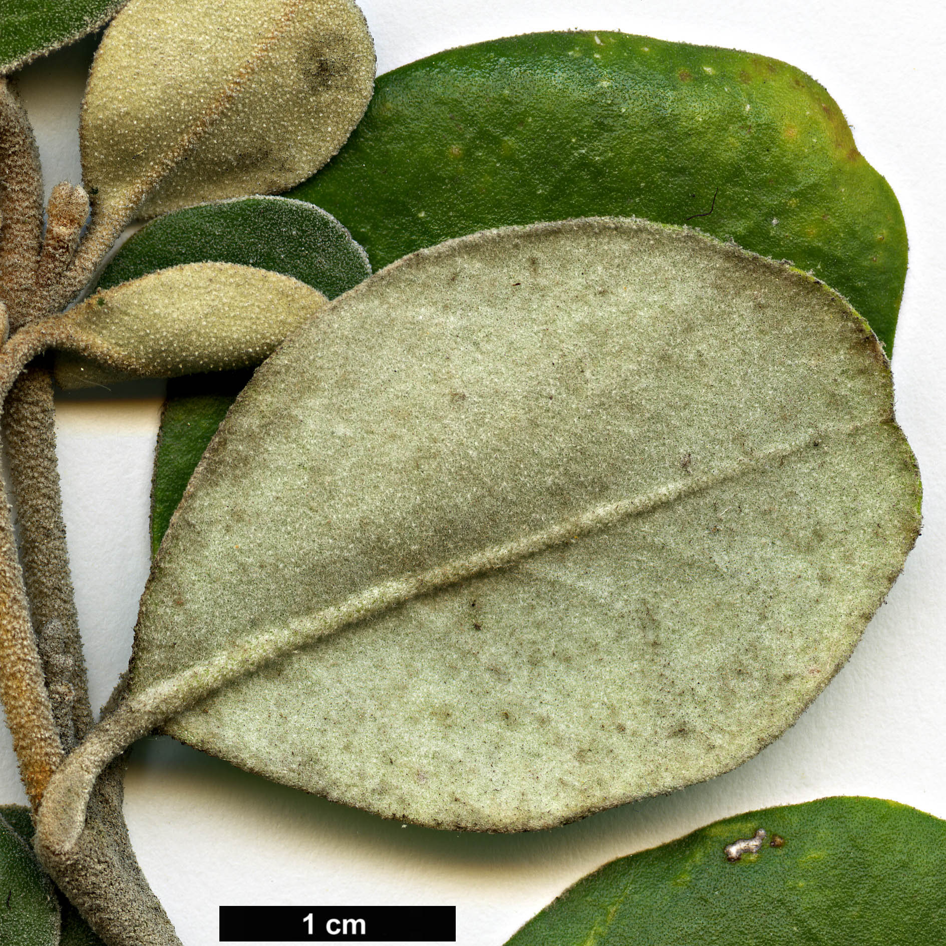 High resolution image: Family: Rutaceae - Genus: Correa - Taxon: alba