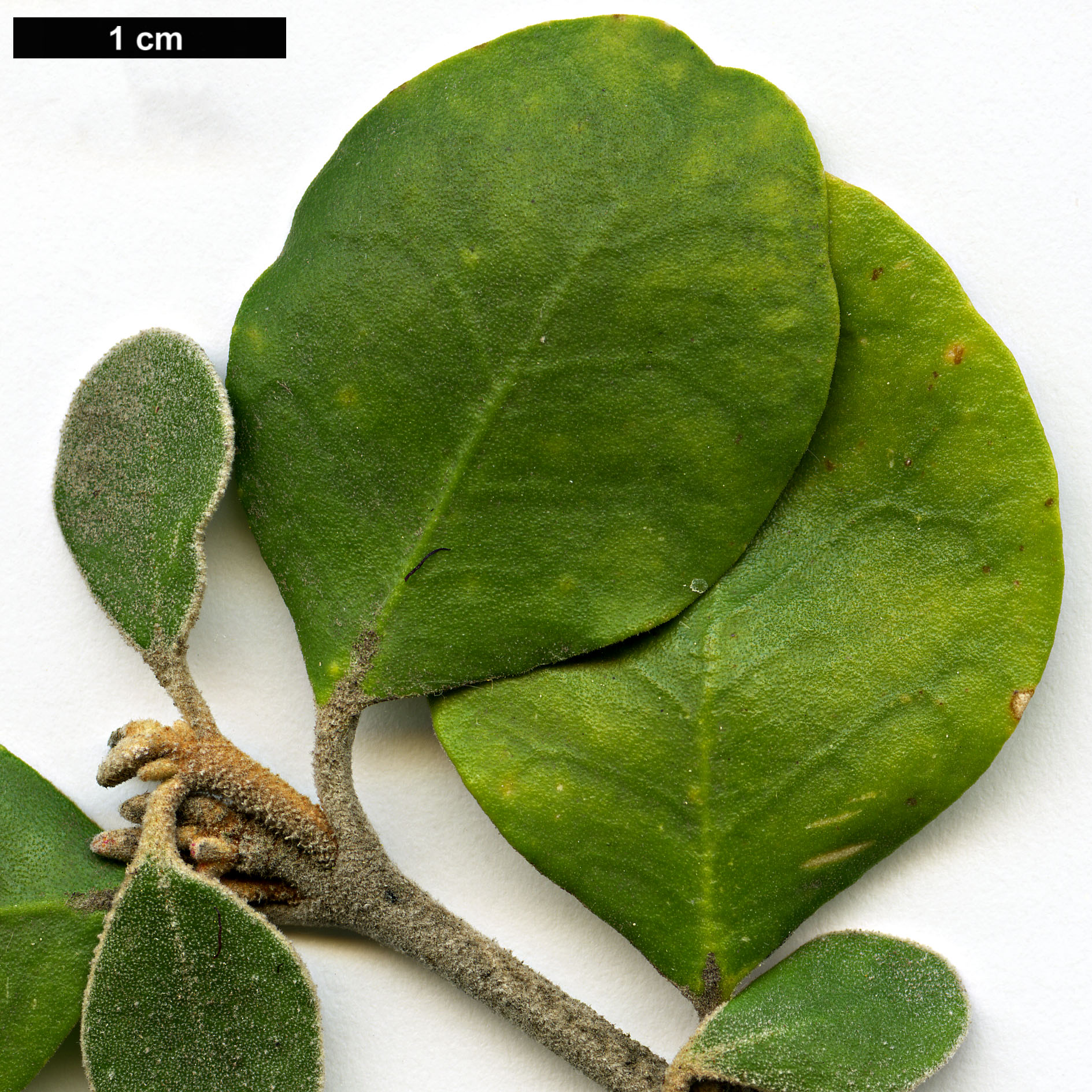 High resolution image: Family: Rutaceae - Genus: Correa - Taxon: alba