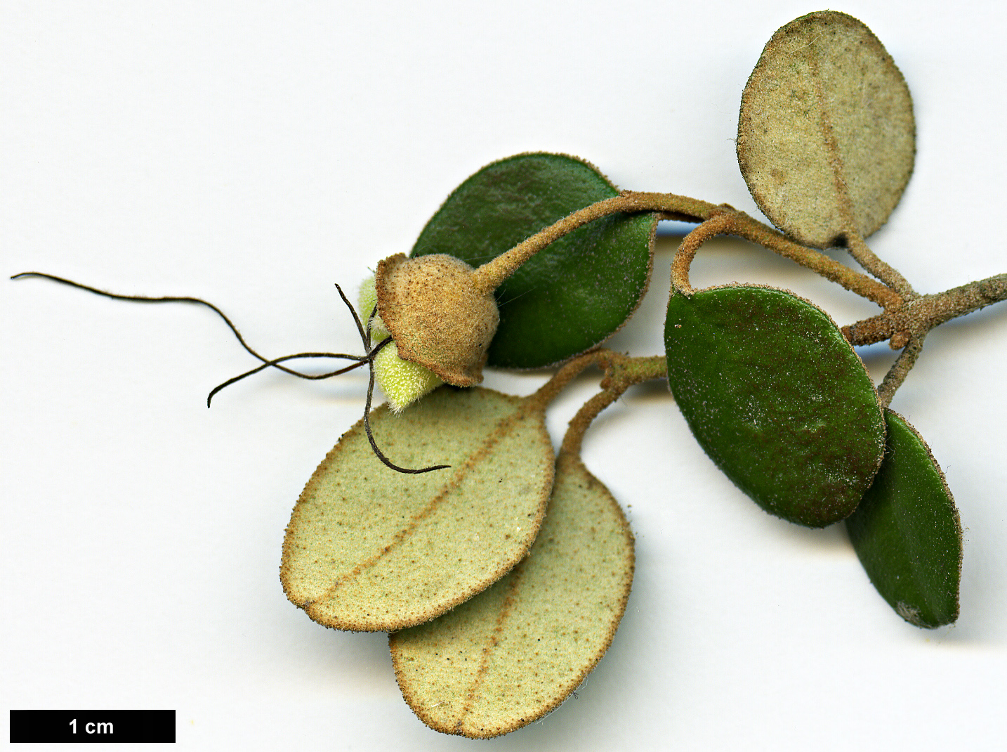 High resolution image: Family: Rutaceae - Genus: Correa - Taxon: backhouseana