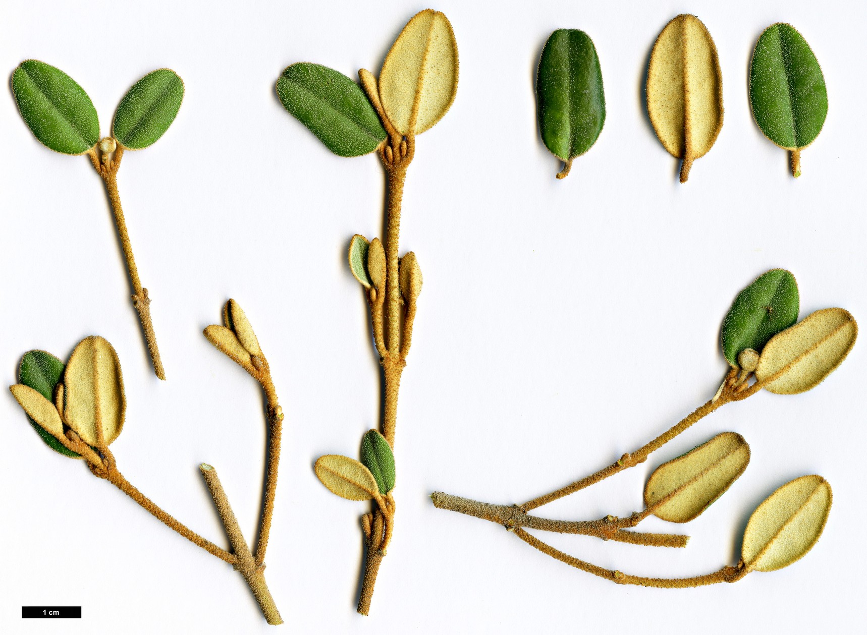 High resolution image: Family: Rutaceae - Genus: Correa - Taxon: backhouseana