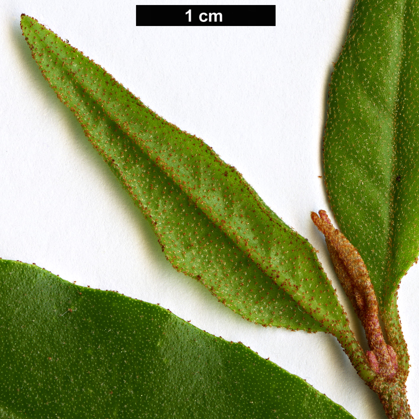 High resolution image: Family: Rutaceae - Genus: Correa - Taxon: bauerlenii