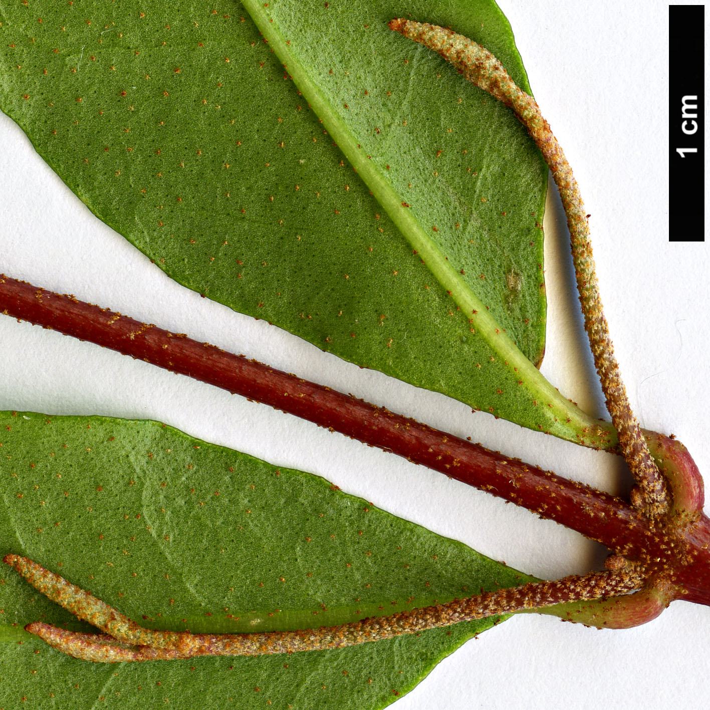 High resolution image: Family: Rutaceae - Genus: Correa - Taxon: bauerlenii