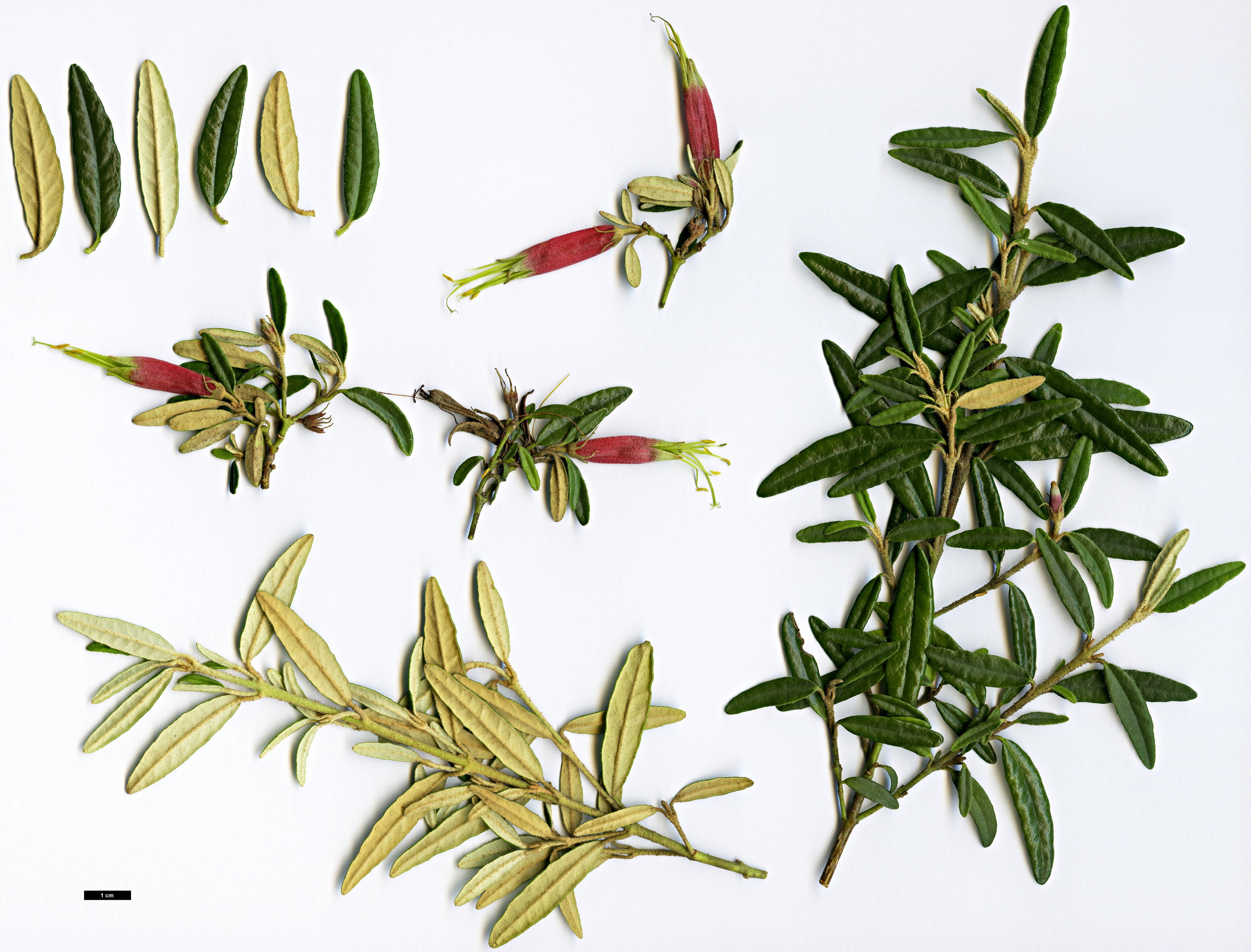 High resolution image: Family: Rutaceae - Genus: Correa - Taxon: decumbens