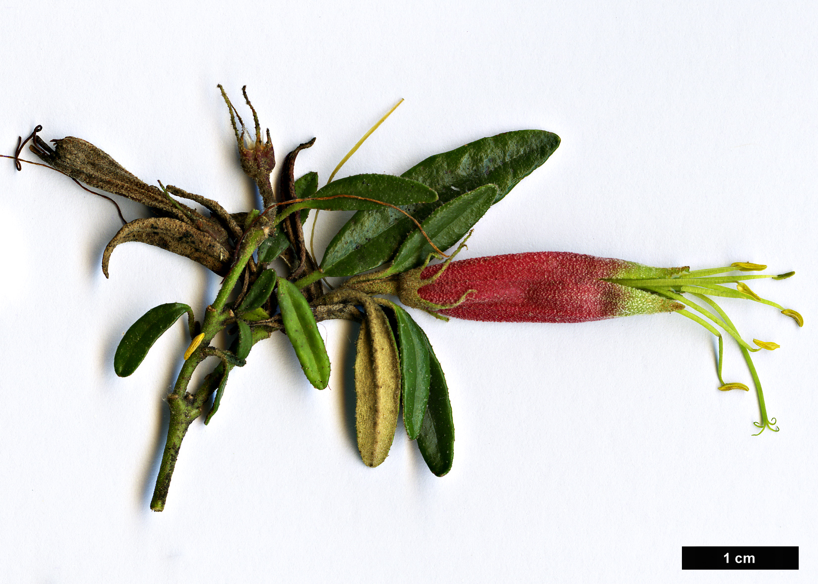 High resolution image: Family: Rutaceae - Genus: Correa - Taxon: decumbens