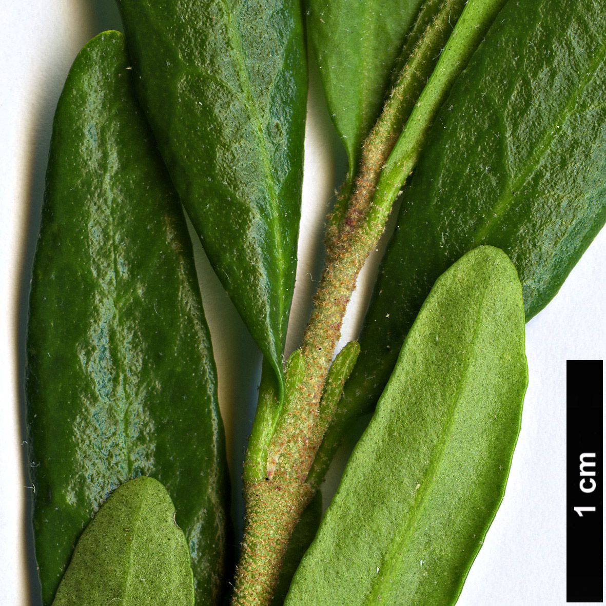 High resolution image: Family: Rutaceae - Genus: Correa - Taxon: glabra
