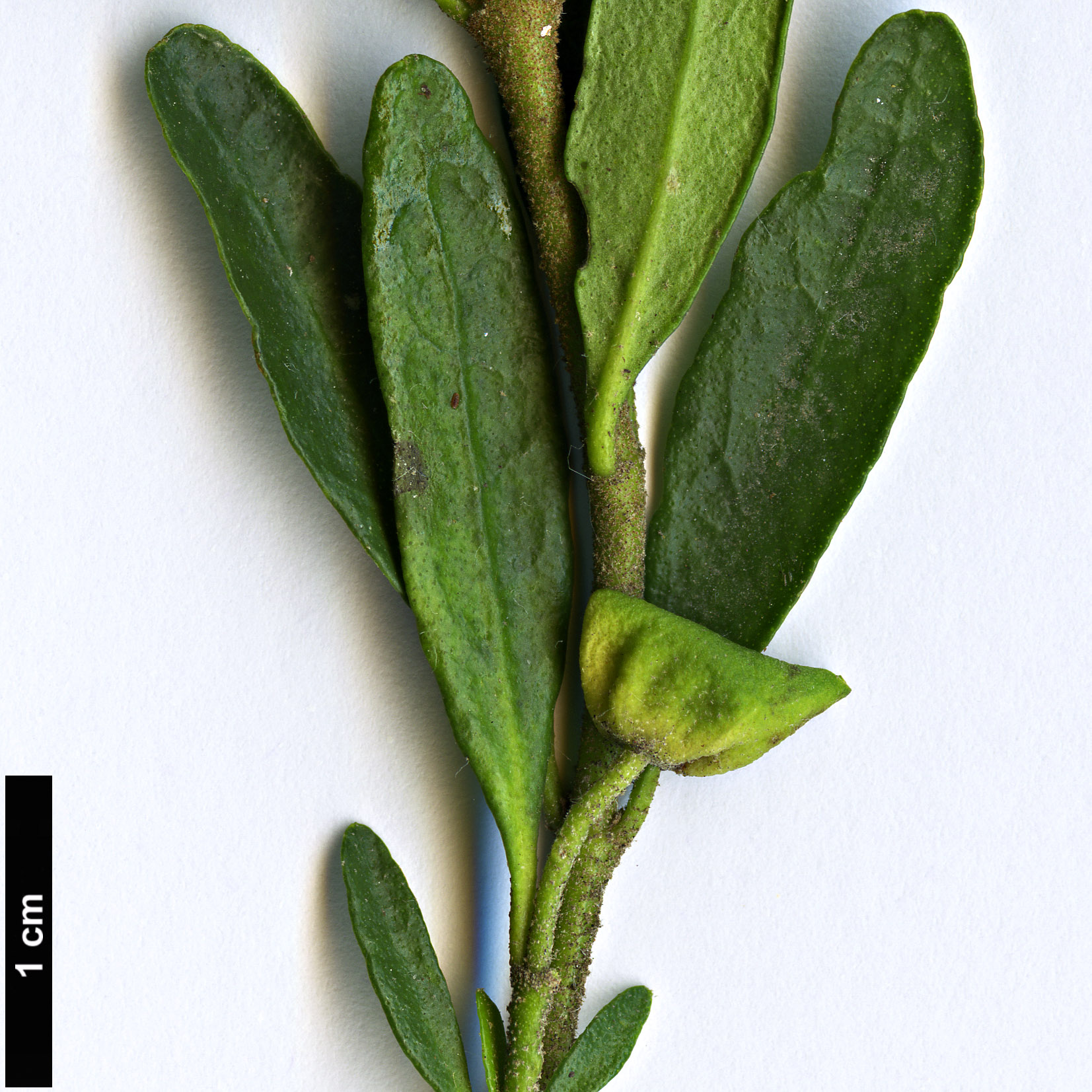 High resolution image: Family: Rutaceae - Genus: Correa - Taxon: glabra