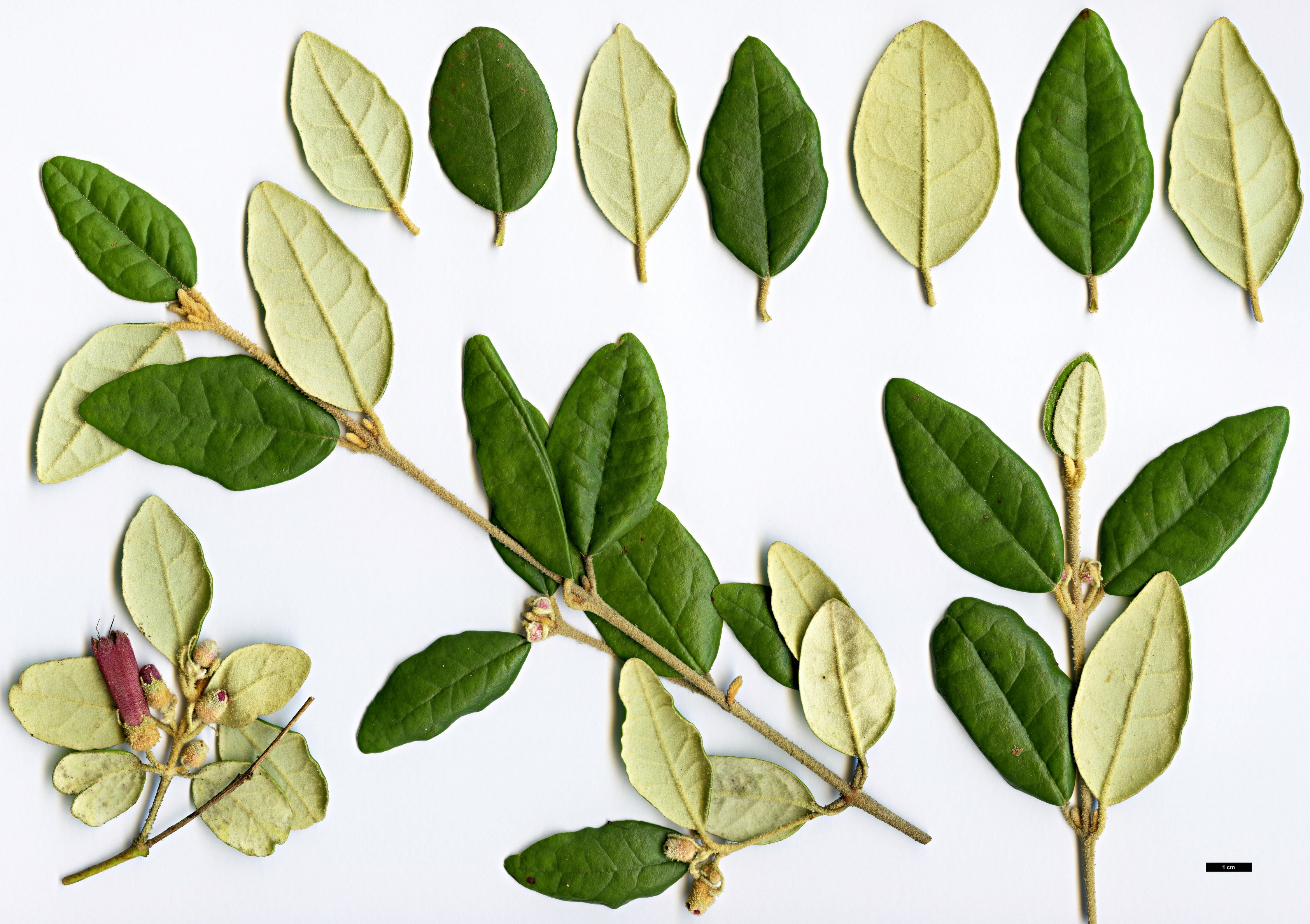 High resolution image: Family: Rutaceae - Genus: Correa - Taxon: lawrenceana