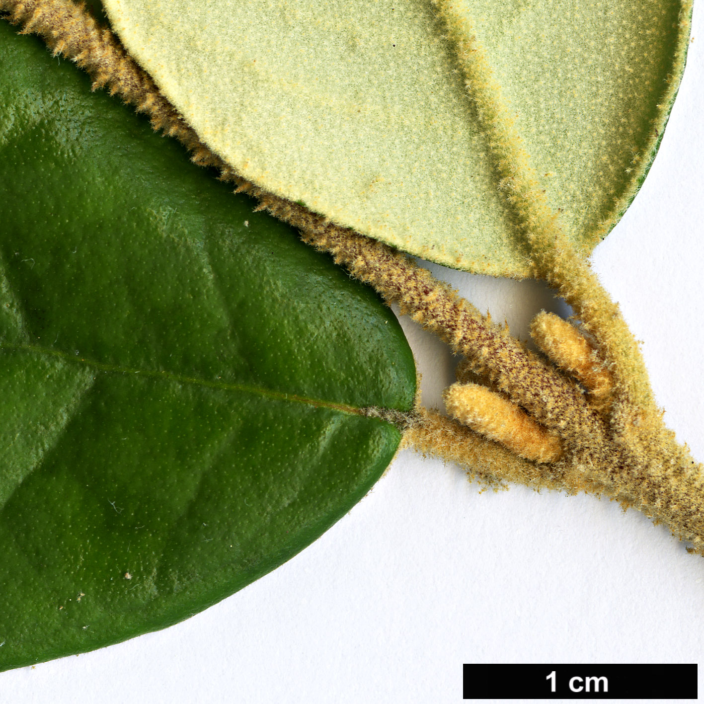 High resolution image: Family: Rutaceae - Genus: Correa - Taxon: lawrenceana