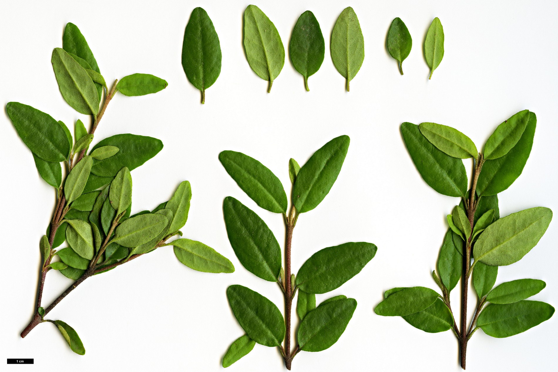 High resolution image: Family: Rutaceae - Genus: Correa - Taxon: pulchella