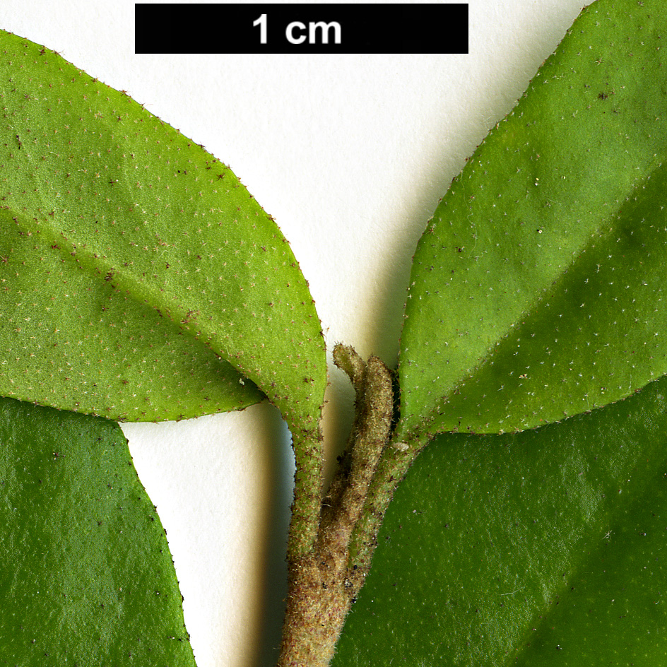 High resolution image: Family: Rutaceae - Genus: Correa - Taxon: pulchella