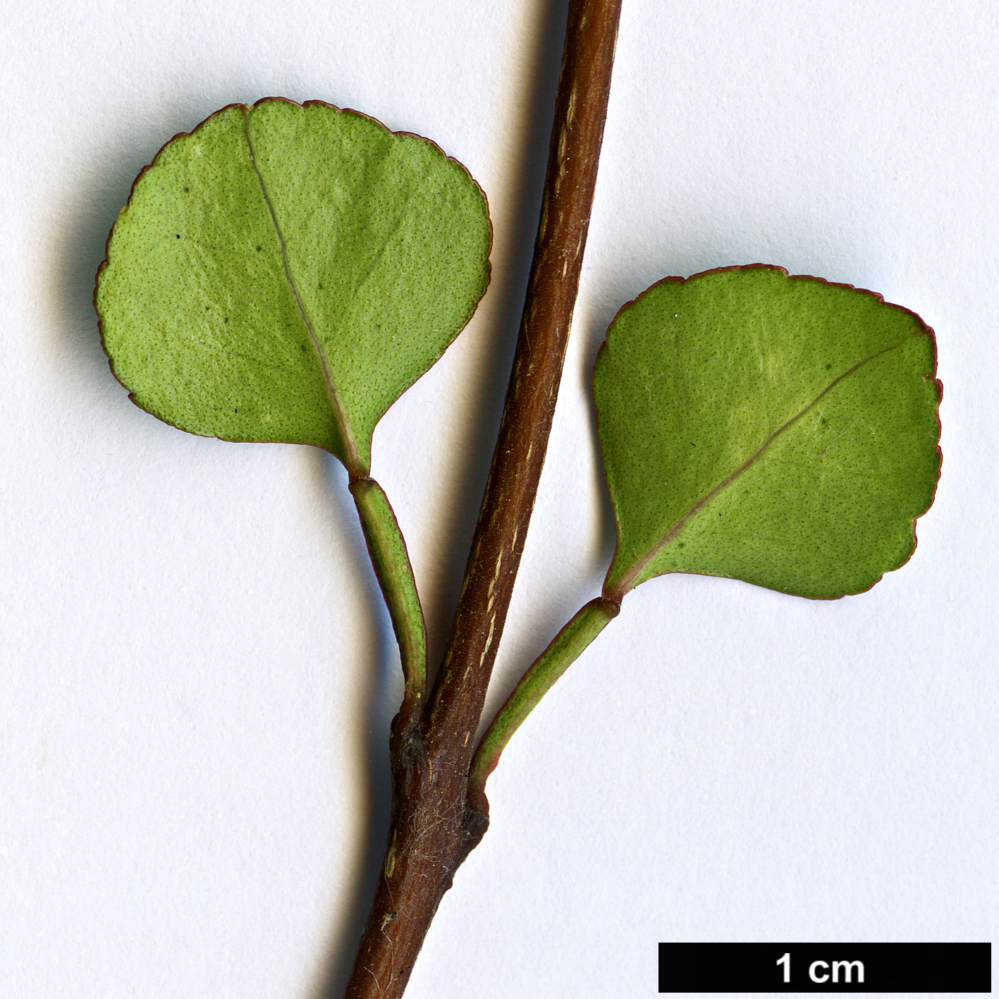 High resolution image: Family: Rutaceae - Genus: Melicope - Taxon: simplex