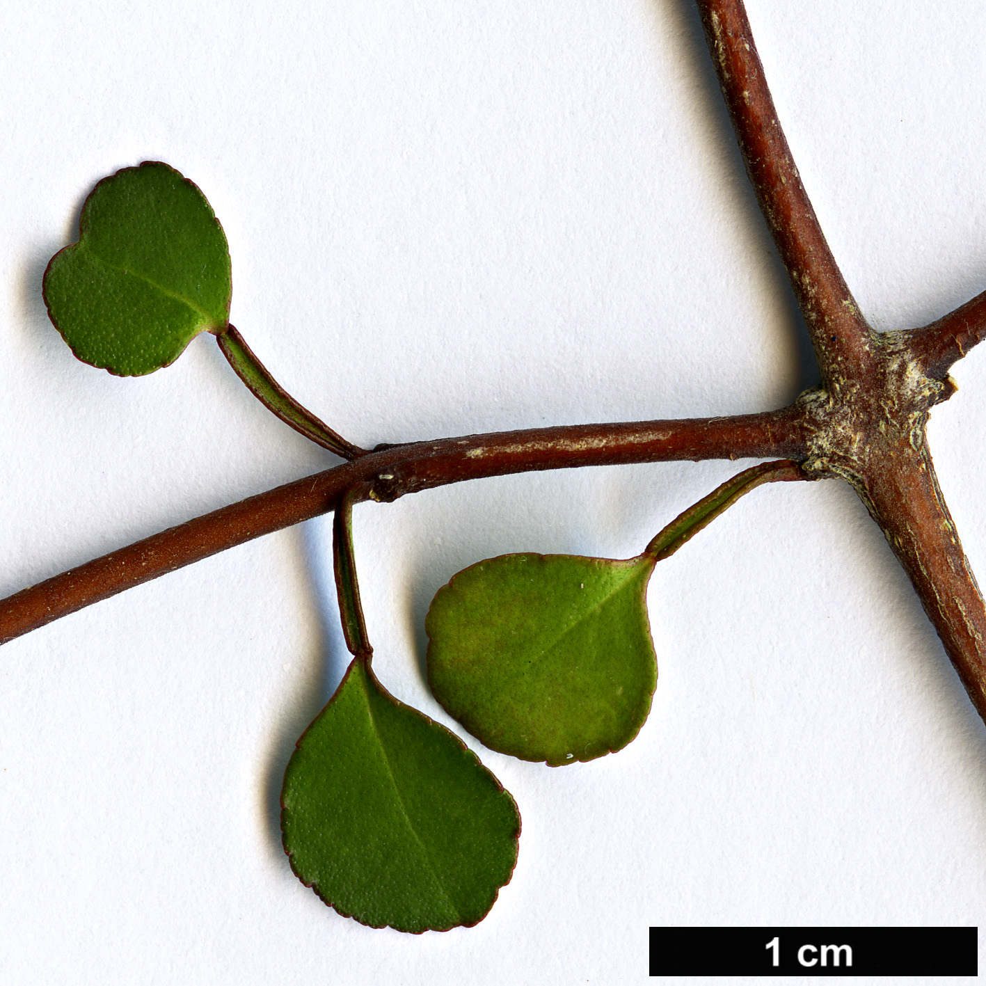 High resolution image: Family: Rutaceae - Genus: Melicope - Taxon: simplex