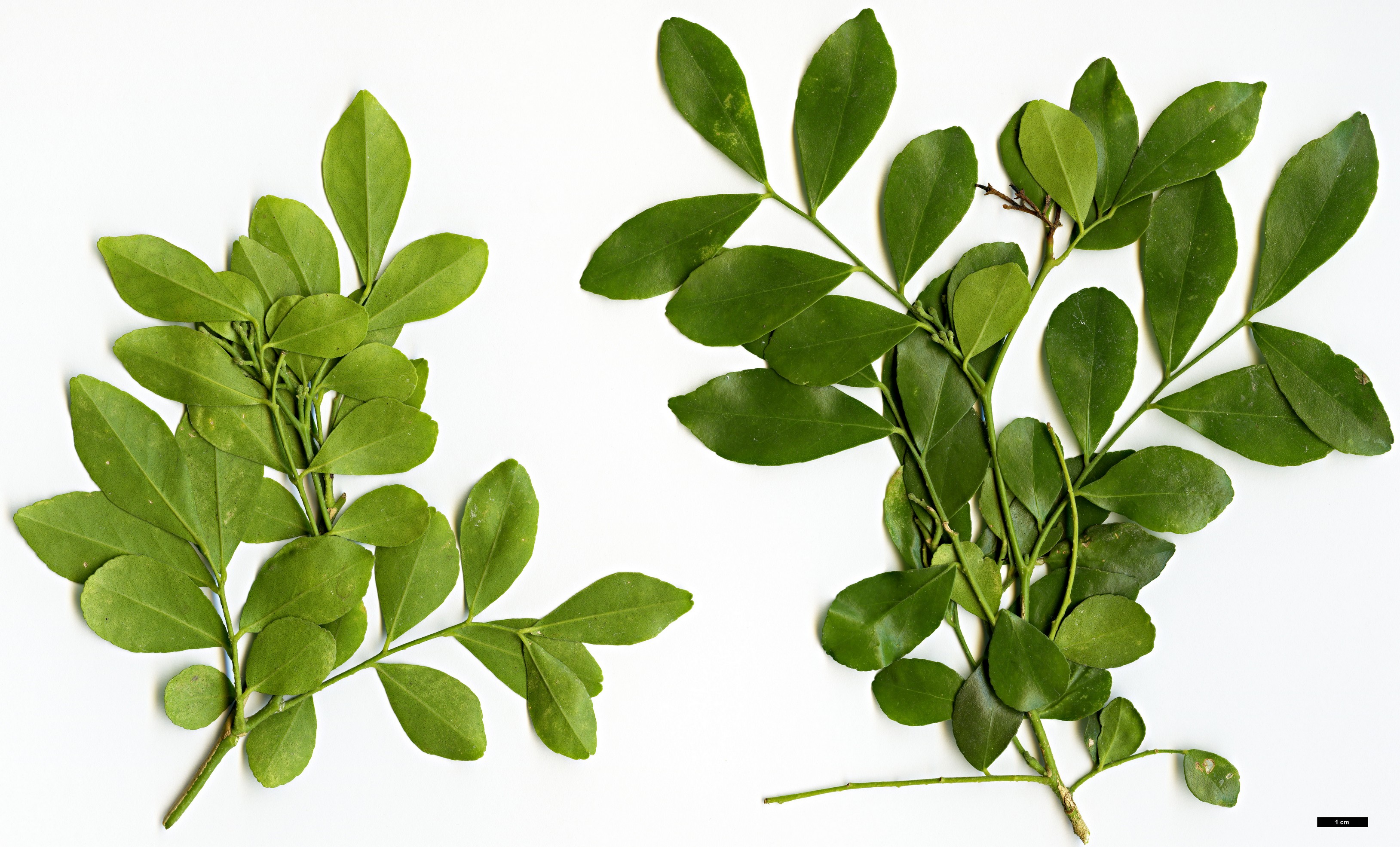 High resolution image: Family: Rutaceae - Genus: Murraya - Taxon: paniculata