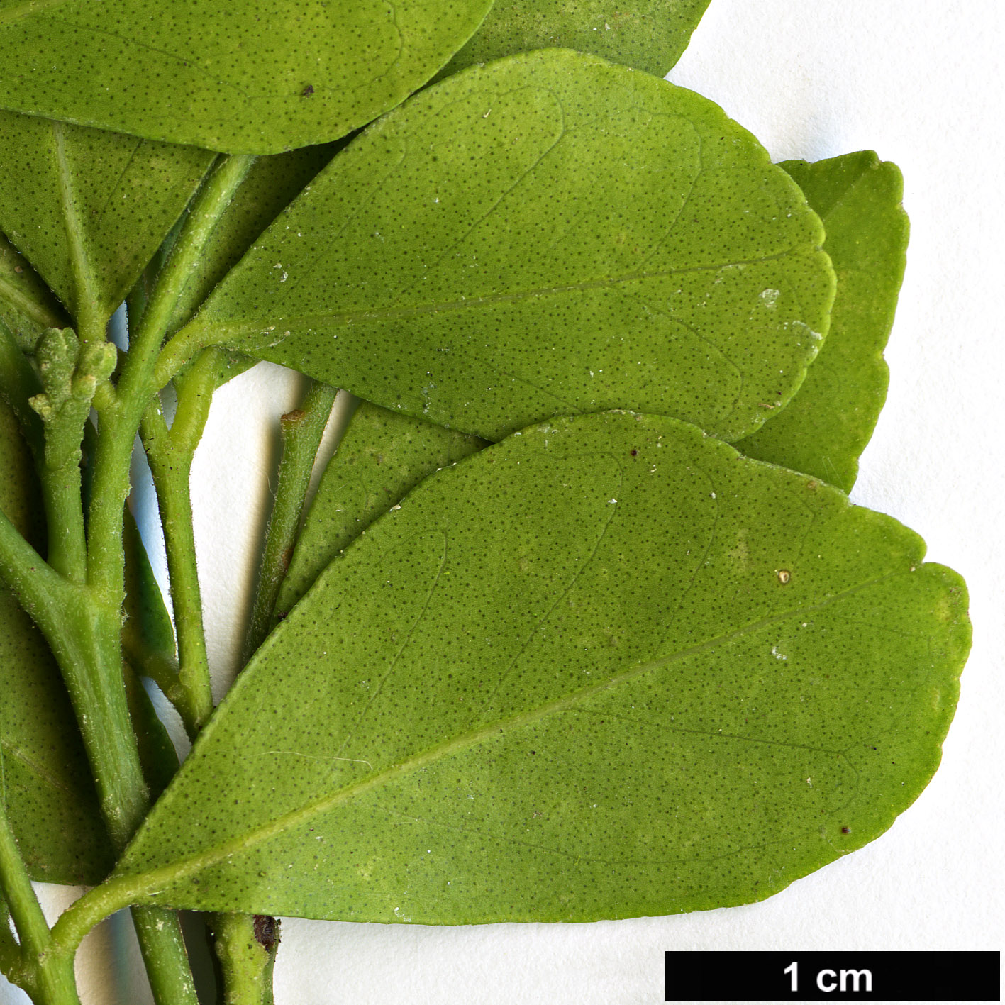 High resolution image: Family: Rutaceae - Genus: Murraya - Taxon: paniculata