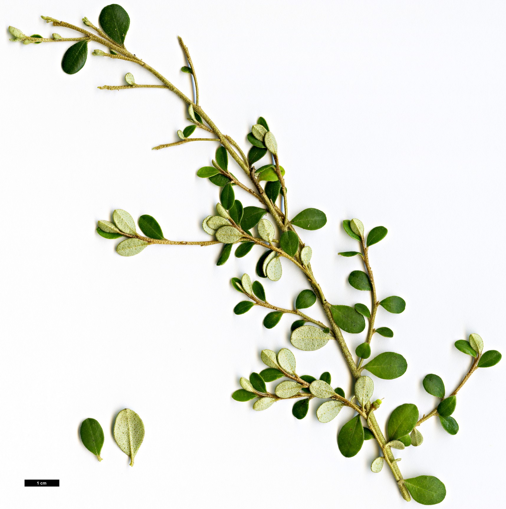 High resolution image: Family: Rutaceae - Genus: Nematolepis - Taxon: phebalioides