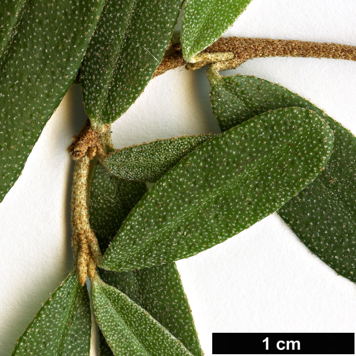 High resolution image: Family: Rutaceae - Genus: Nematolepis - Taxon: squamea