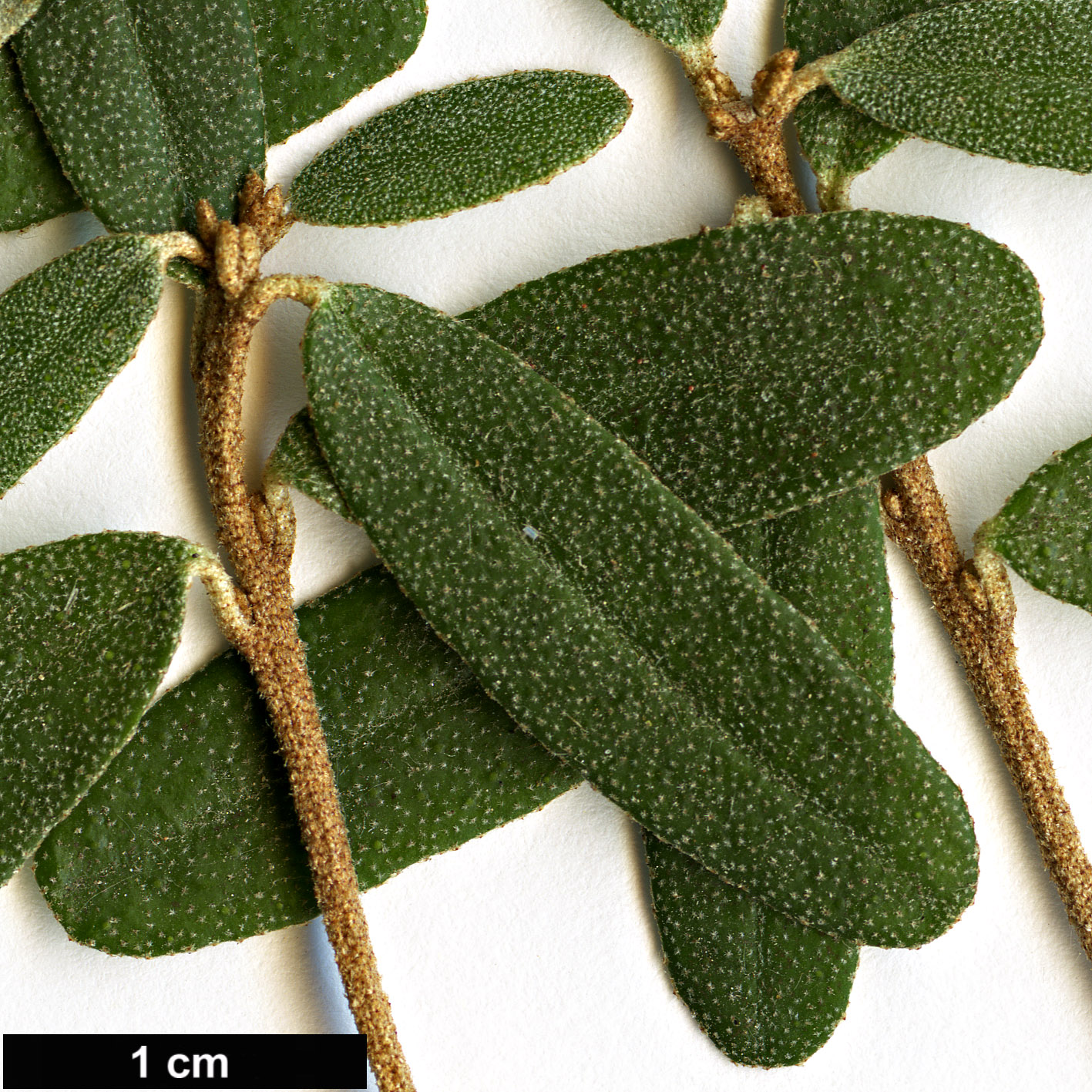 High resolution image: Family: Rutaceae - Genus: Nematolepis - Taxon: squamea