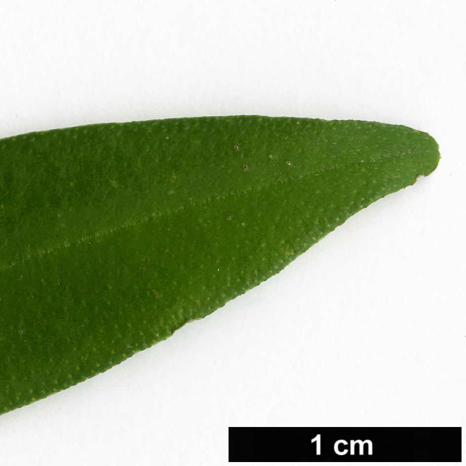 High resolution image: Family: Rutaceae - Genus: Phebalium - Taxon: squamulosum
