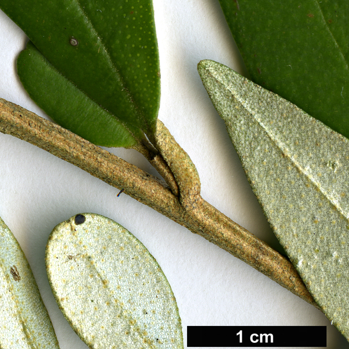 High resolution image: Family: Rutaceae - Genus: Phebalium - Taxon: squamulosum