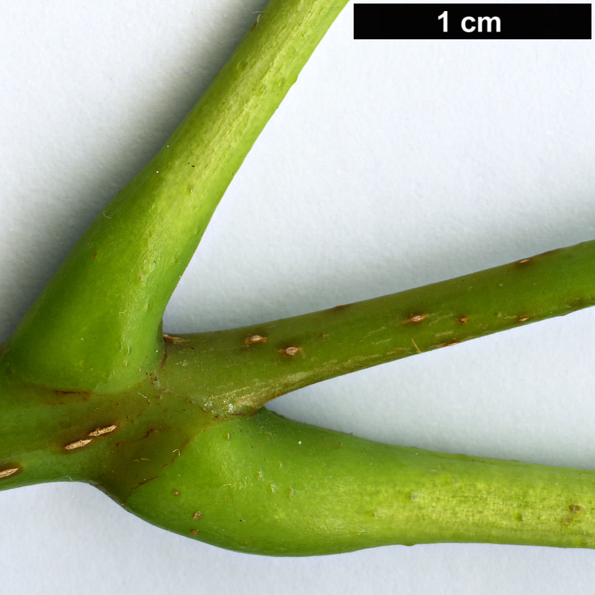 High resolution image: Family: Rutaceae - Genus: Phellodendron - Taxon: japonicum
