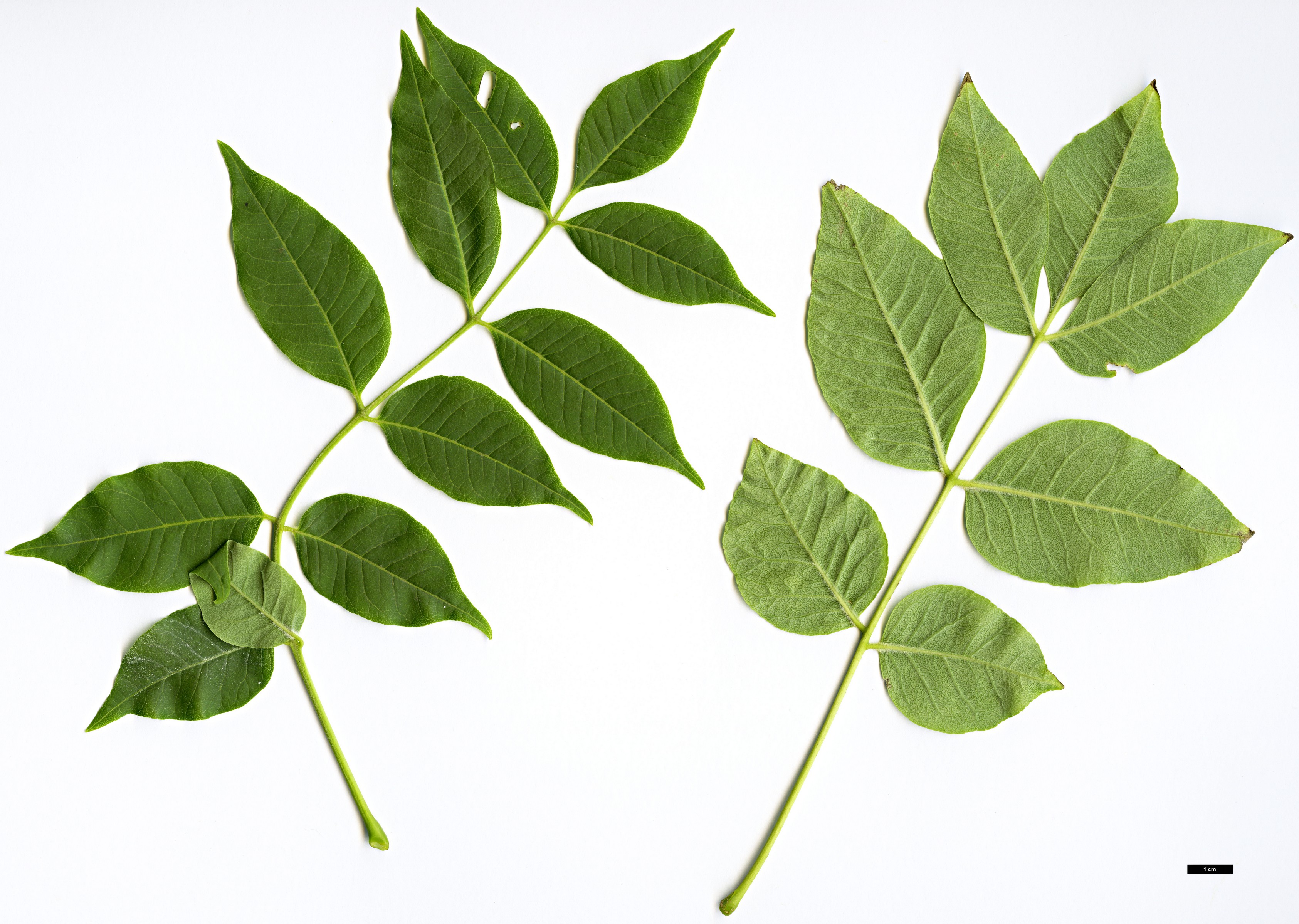 High resolution image: Family: Rutaceae - Genus: Phellodendron - Taxon: japonicum