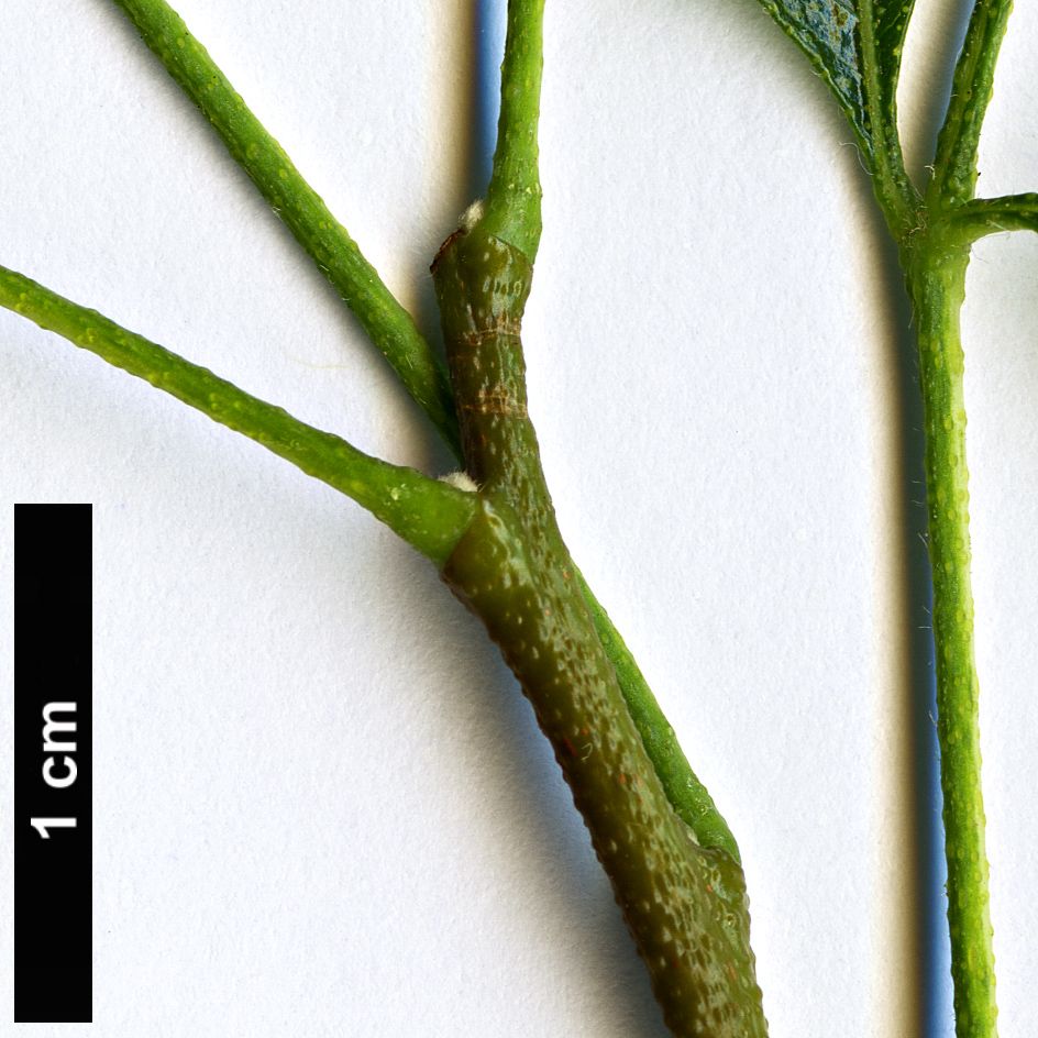High resolution image: Family: Rutaceae - Genus: Ptelea - Taxon: baldwinii